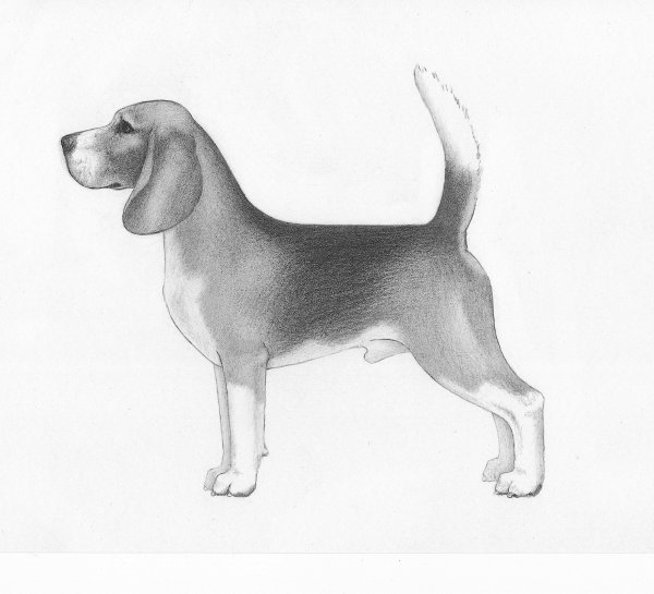 Рисунок собаки породы Бигль