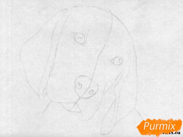 Бигль рисунок карандашом поэтапный