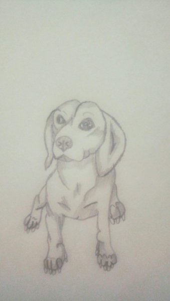 Рисунки для срисовки для начинающих Бигль