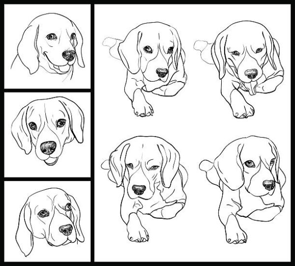 Как нарисовать собаку Бигль поэтапно карандашом