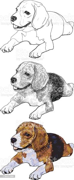 Нарисовать собаку карандашом поэтапно бигля