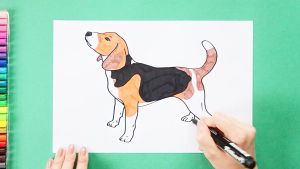 Бигль схема рисования для детей