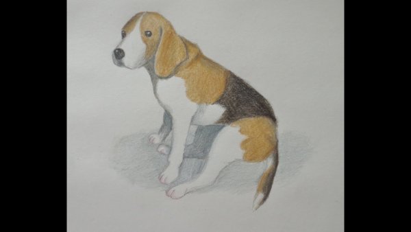 Бигль карандашом для начинающих