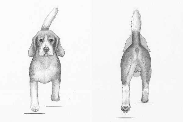 Бигль сзади