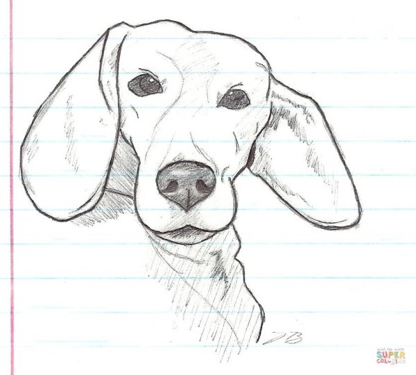Раскраска Бигль щенок