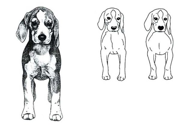 Стандарт бигля FCI