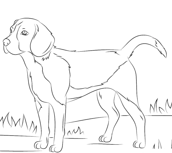 Раскраска собака Бигль щенок