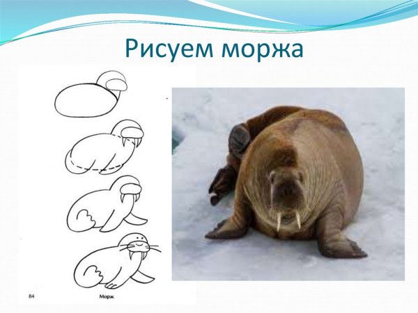 Как нарисовать моржа