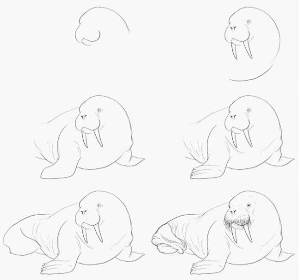 Рисование морж