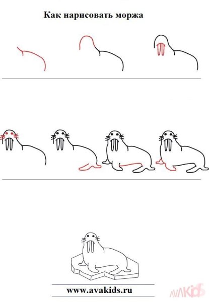 Как нарисовать моржа для детей