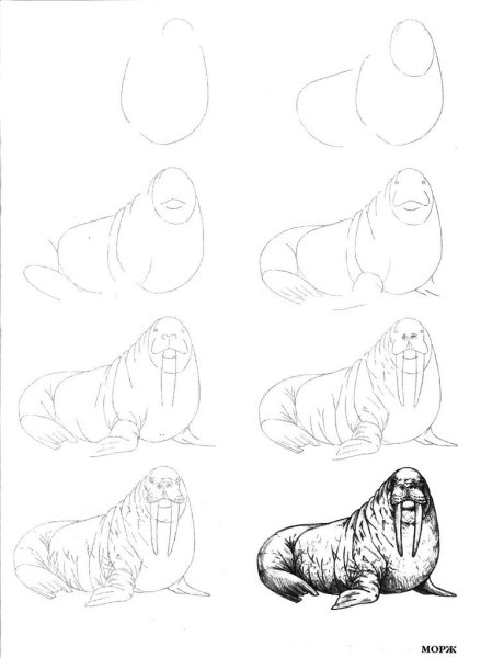 Поэтапное рисование моржа для детей