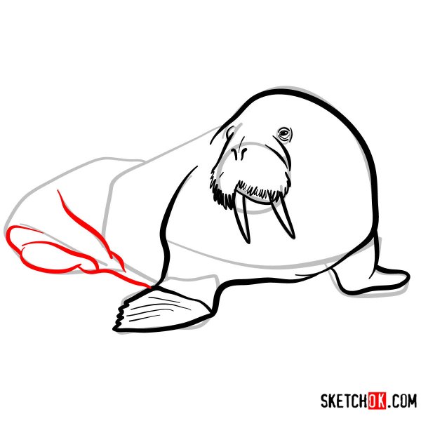 Рисование морж