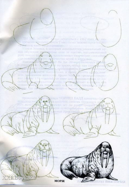 Рисование моржа в подготовительной группе