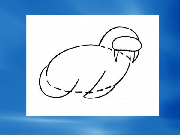 Поэтапное рисование моржа
