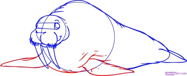 Поэтапное рисование моржа