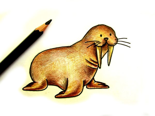 Морж карандашом