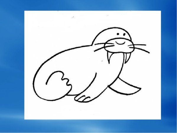 Поэтапное рисование моржа