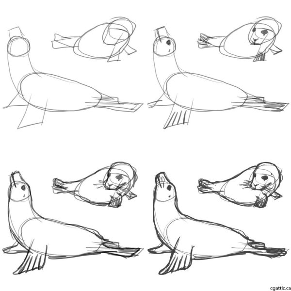 Рисование морской котик