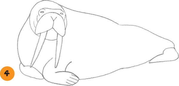 Рисунок моржа 1 класс