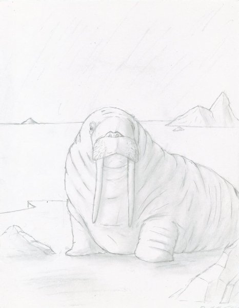Рисование морж