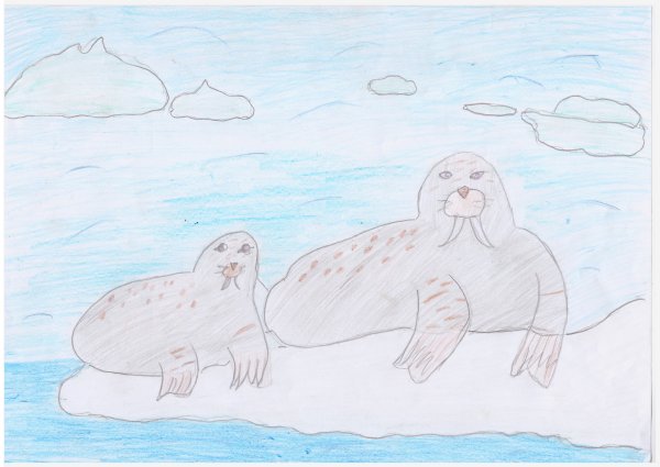 День моржа рисунок