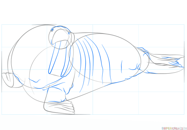 Поэтапное рисование моржа