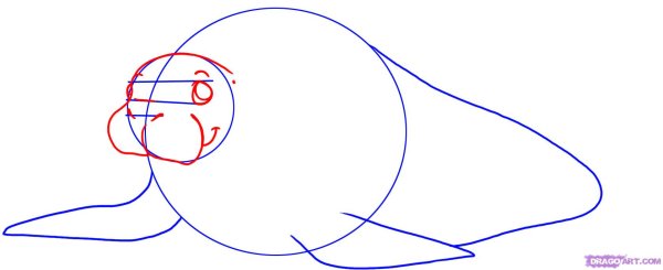 Схема рисования моржа