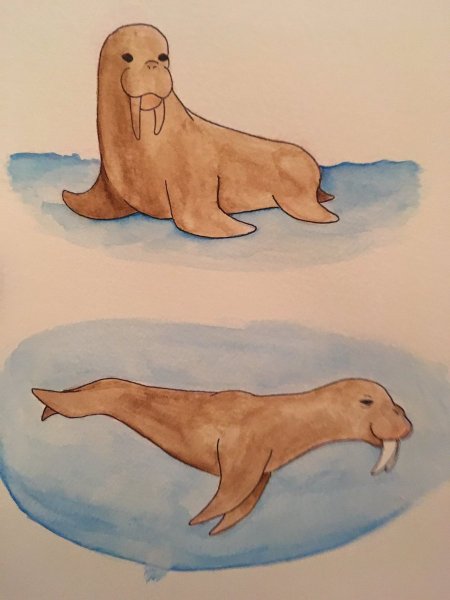 Морж рисование для детей