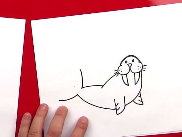 Нарисовать моржа карандашом поэтапно для детей