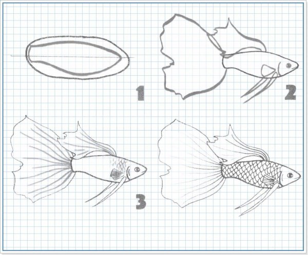 Рыбка гуппи рисунок