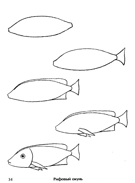 Поэтапное рисование рыбы для дошкольников