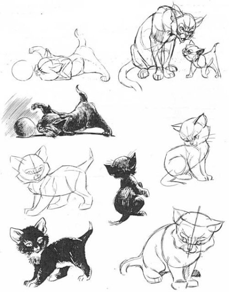 Зарисовки животных в движении