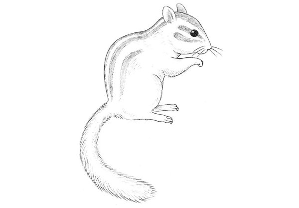 Как нарисовать бурундука