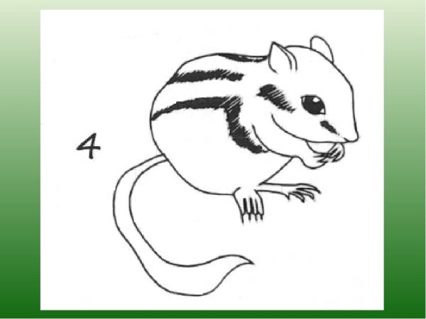 Поэтапное рисование бурундука