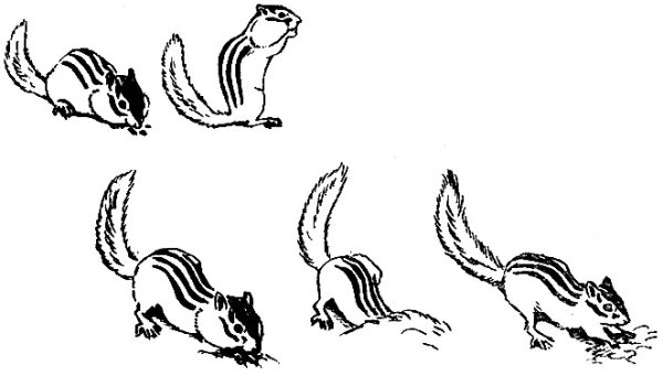 Бурундук рисунок поэтапно