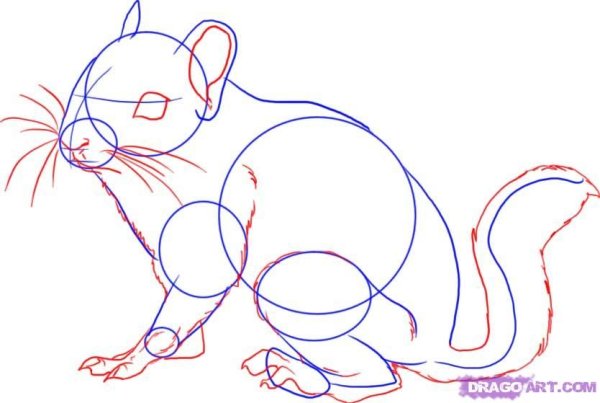 Поэтапное рисование бурундука