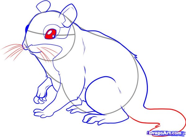 Поэтапное рисование бурундука