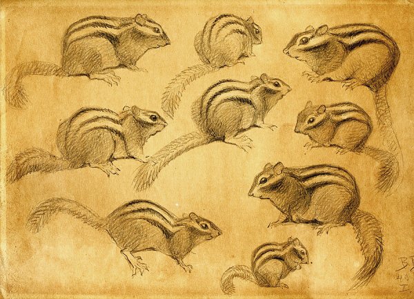 Бурундук рисунок карандашом