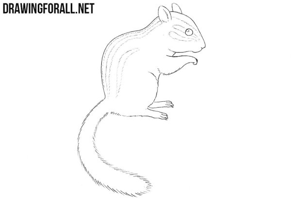 Поэтапный рисунок бурундука
