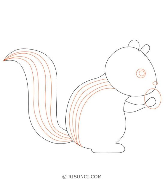 Рисование белки пошагово