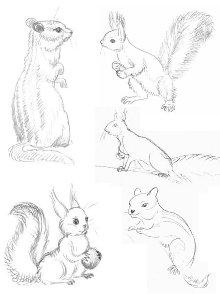 Бурундук на пеньке раскраска