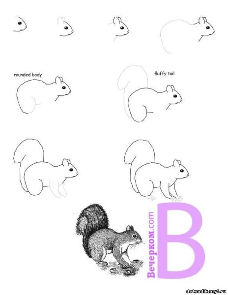 Бурундук нарисовать поэтапно
