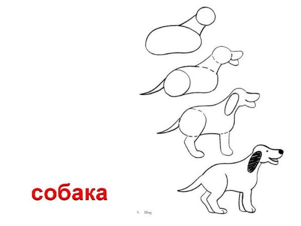 Схема рисования собаки простая для детей