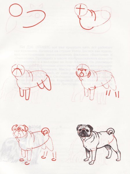 Мопс рисунок поэтапно
