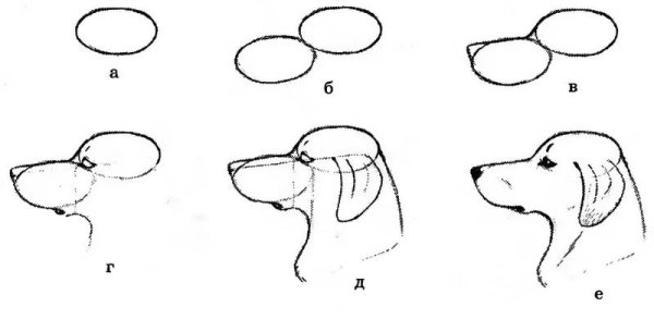 Собака голова для рисования