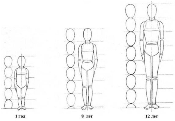 Построение тела человека пропорции