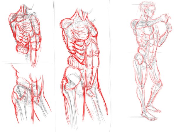 Схема рисования торса