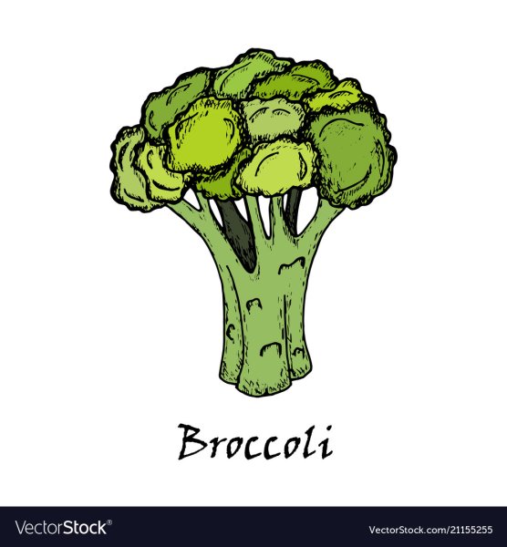 Брокколи для срисовки