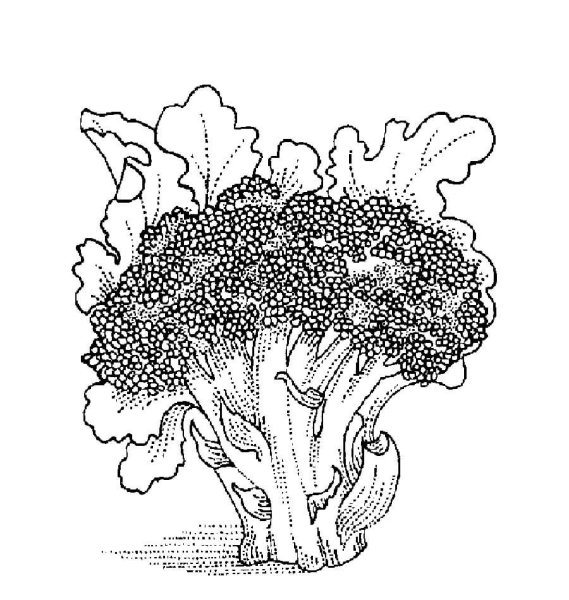 Брокколи рисунок