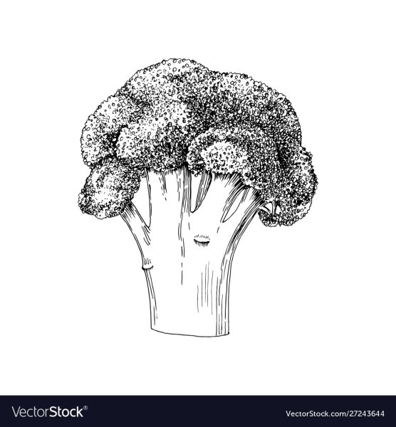Брокколи набросок